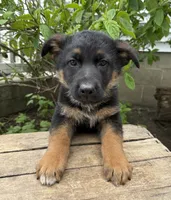 Simba, a male German Shepherd Dog for sale in Middlebury, IN – 2 of 4