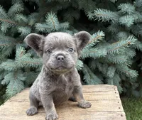 Darcy fluffy, a female French Bulldog for sale in Middlebury, IN – 1 of 5