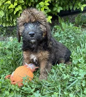 Mya, a female Whoodle for sale in Middlebury, IN – 3 of 4