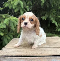 Sailor , a male Cavalier King Charles Spaniel for sale in Middlebury, IN – 3 of 4