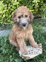 Harlow, a female Whoodle for sale in Middlebury, IN – 4 of 4