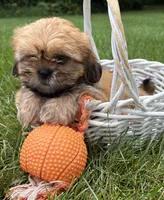Juniper , a female Shih Tzu for sale in Middlebury, IN – 4 of 5