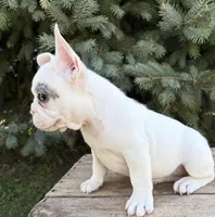 Louie, a male French Bulldog for sale in Middlebury, IN – 5 of 5