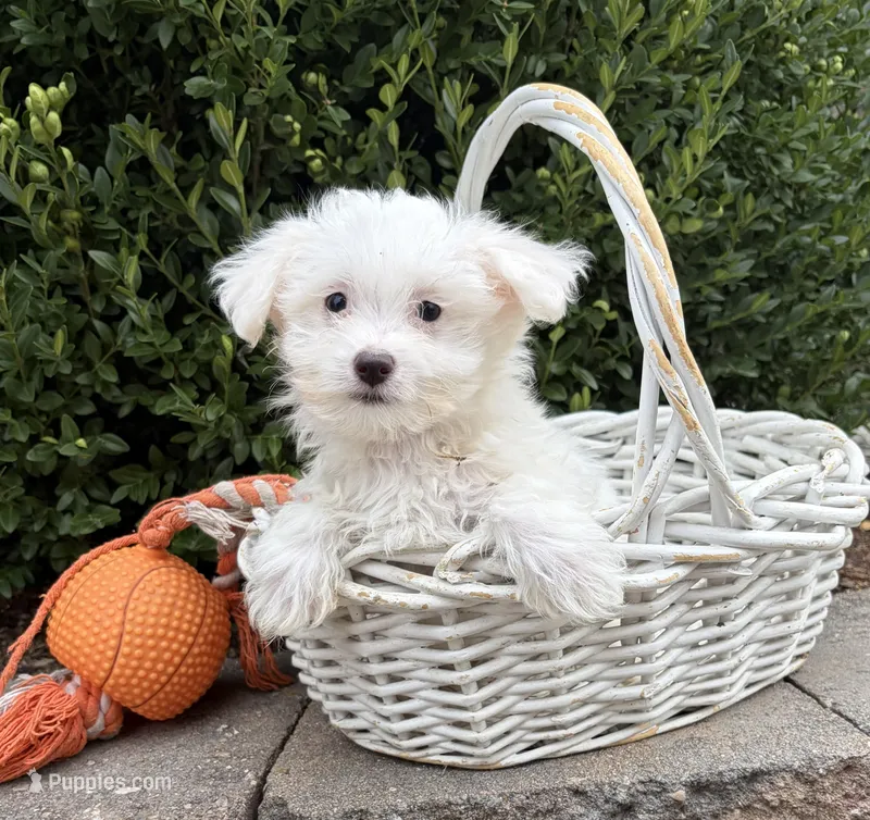 Enzo – Maltese puppy for sale in Middlebury, IN