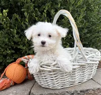 Enzo, a male Maltese for sale in Middlebury, IN – 1 of 5