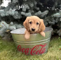 Oliver , a male Miniature Dachshund for sale in Middlebury, IN – 2 of 4