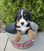 Benson, a male Bernese Mountain Dog for sale in Middlebury, IN – 3 of 4