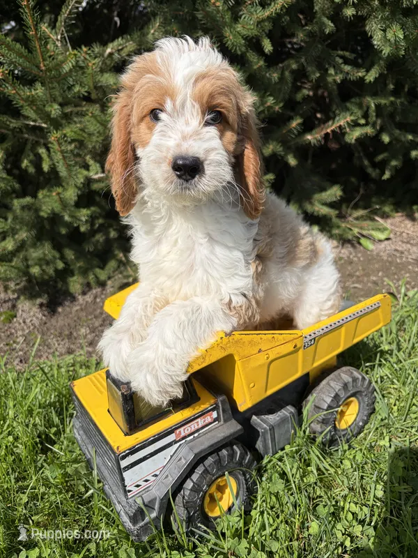 Beau – Miniature Goldendoodle puppy for sale in Middlebury, IN