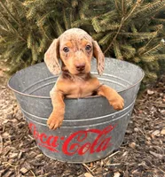 Crew, a male Dachshund for sale in Middlebury, IN – Photo 2 of 5