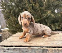 Crew, a male Dachshund for sale in Middlebury, IN – Photo 5 of 5