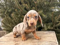 Crew, a male Dachshund for sale in Middlebury, IN – Photo 1 of 5