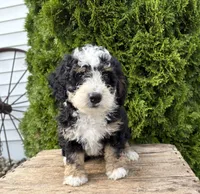 Ace, a male Miniature Bernedoodle for sale in Middlebury, IN – 2 of 3