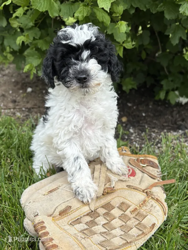Poppy  – Poodle - Miniature  puppy for sale in Middlebury, IN