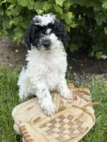 Poppy , a female Poodle - Miniature  for sale in Middlebury, IN – 1 of 4