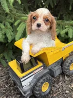 Sailor , a male Cavalier King Charles Spaniel for sale in Middlebury, IN – 2 of 4