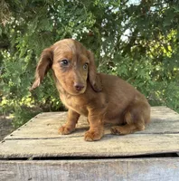 Aerie , a female Miniature Dachshund for sale in Middlebury, IN – 3 of 5