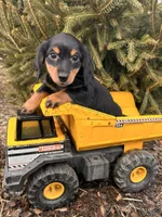 Mason, a male Miniature Dachshund for sale in Middlebury, IN – Photo 5 of 5