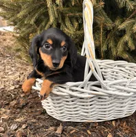 Mason, a male Miniature Dachshund for sale in Middlebury, IN – Photo 3 of 5