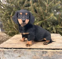 Mason, a male Miniature Dachshund for sale in Middlebury, IN – Photo 1 of 5