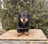 Mason, a male Miniature Dachshund for sale in Middlebury, IN – Photo 4 of 5