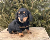 Mason, a male Miniature Dachshund for sale in Middlebury, IN – Photo 2 of 5