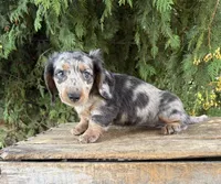 Skye, a female Miniature Dachshund for sale in Middlebury, IN – 4 of 4