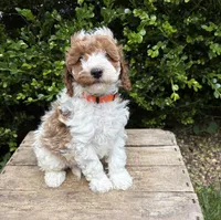 Alex, a male Miniature Goldendoodle for sale in Middlebury, IN – 4 of 4