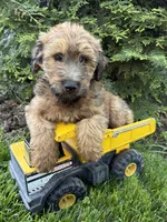 Dominic, a male Whoodle for sale in Middlebury, IN – 4 of 4