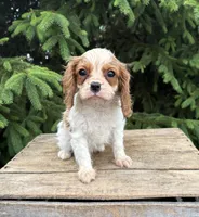 Sailor , a male Cavalier King Charles Spaniel for sale in Middlebury, IN – 4 of 4