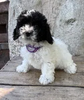 Ava, a female Havapoo for sale in Middlebury, IN – 3 of 5