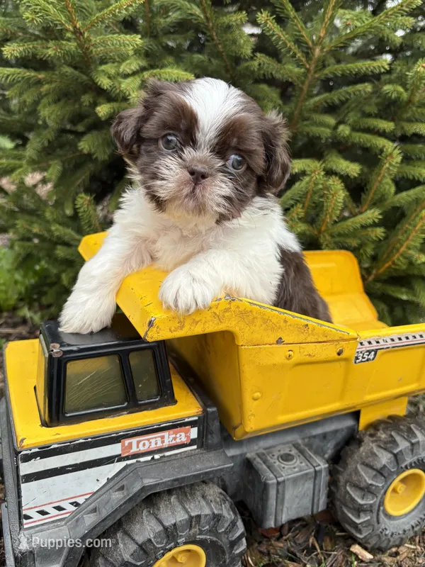Ashton – Shih Tzu puppy for sale in Middlebury, IN