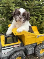 Ashton, a male Shih Tzu for sale in Middlebury, IN – Photo 1 of 4