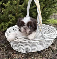 Ashton, a male Shih Tzu for sale in Middlebury, IN – Photo 2 of 4