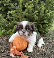 Ashton, a male Shih Tzu for sale in Middlebury, IN – Photo 4 of 4