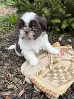 Ashton, a male Shih Tzu for sale in Middlebury, IN – Photo 3 of 4