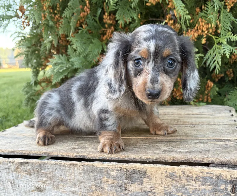 Crew – Miniature Dachshund puppy for sale in Middlebury, IN
