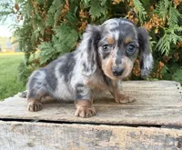 Crew, a male Miniature Dachshund for sale in Middlebury, IN – 1 of 6