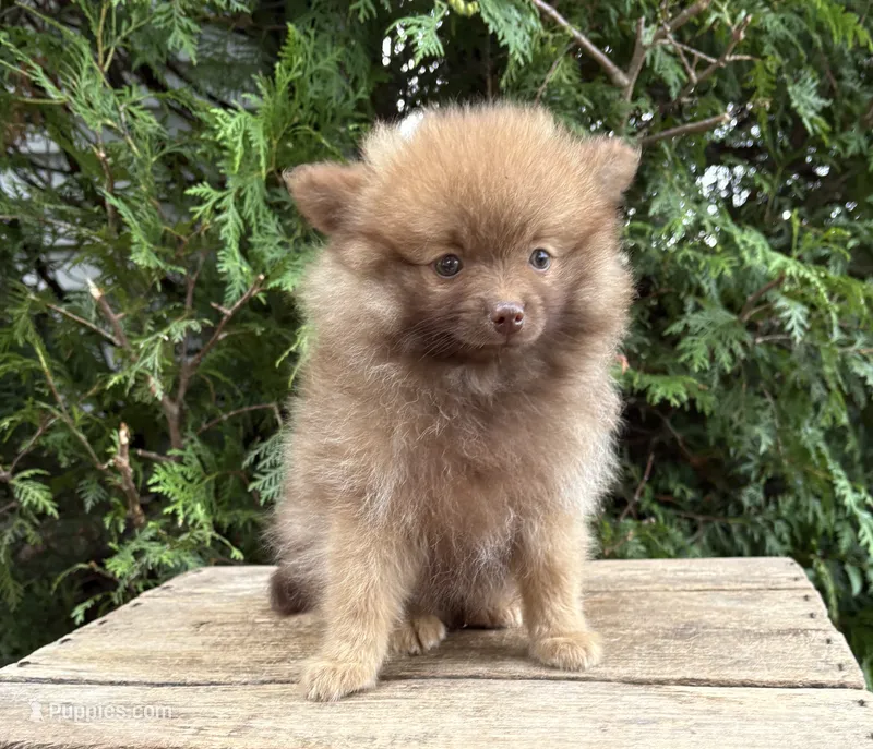 Zeus – Pomeranian puppy for sale in Middlebury, IN