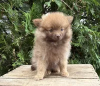 Zeus, a male Pomeranian for sale in Middlebury, IN – 1 of 5