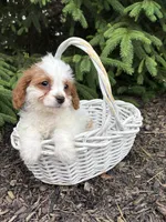 Claire, a female Miniature Bernedoodle and Miniature Goldendoodle for sale in Middlebury, IN – 3 of 4