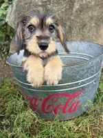 Truman, a male Schnoodle for sale in Middlebury, IN – 2 of 3