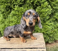 Sullivan , a male Dachshund for sale in Middlebury, IN – 2 of 4