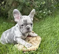 Cyrus , a male French Bulldog for sale in Middlebury, IN – 3 of 5