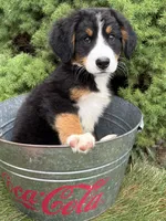 Belle, a female Bernese Mountain Dog for sale in Middlebury, IN – 4 of 4