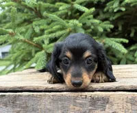 Olive, a female Dachshund for sale in Middlebury, IN – 3 of 4