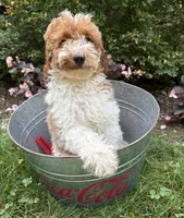 Alex, a male Miniature Goldendoodle for sale in Middlebury, IN – 2 of 4