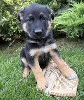Darcy, a female German Shepherd Dog for sale in Middlebury, IN – 4 of 4
