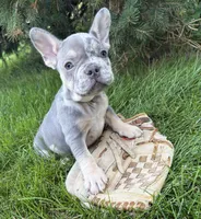 Barbie, a female French Bulldog for sale in Middlebury, IN – 5 of 5