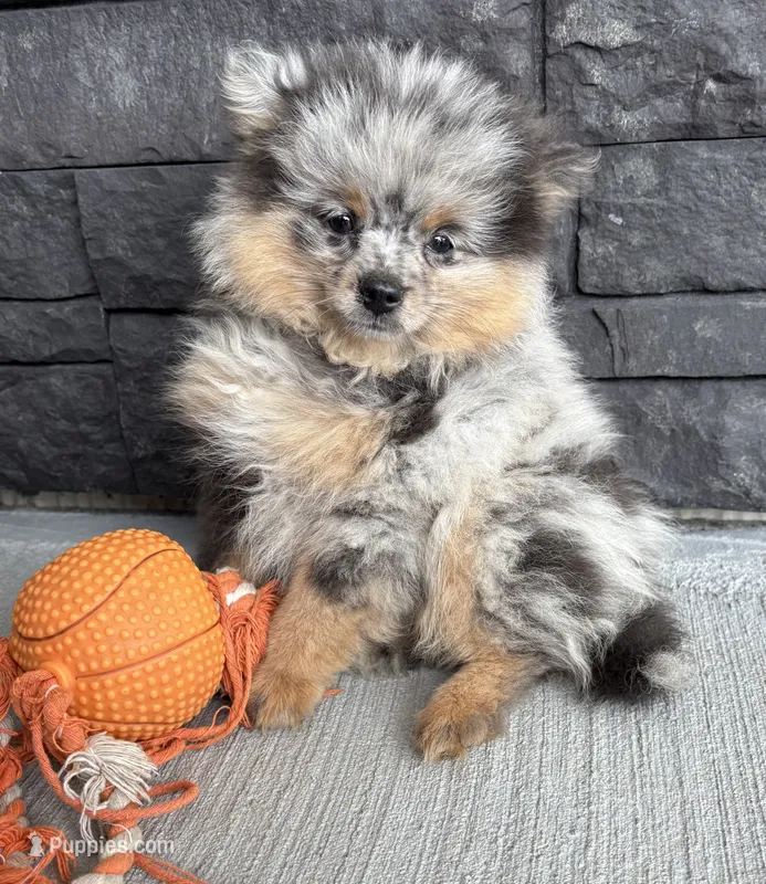 Teddy – Pomeranian puppy for sale in Middlebury, IN
