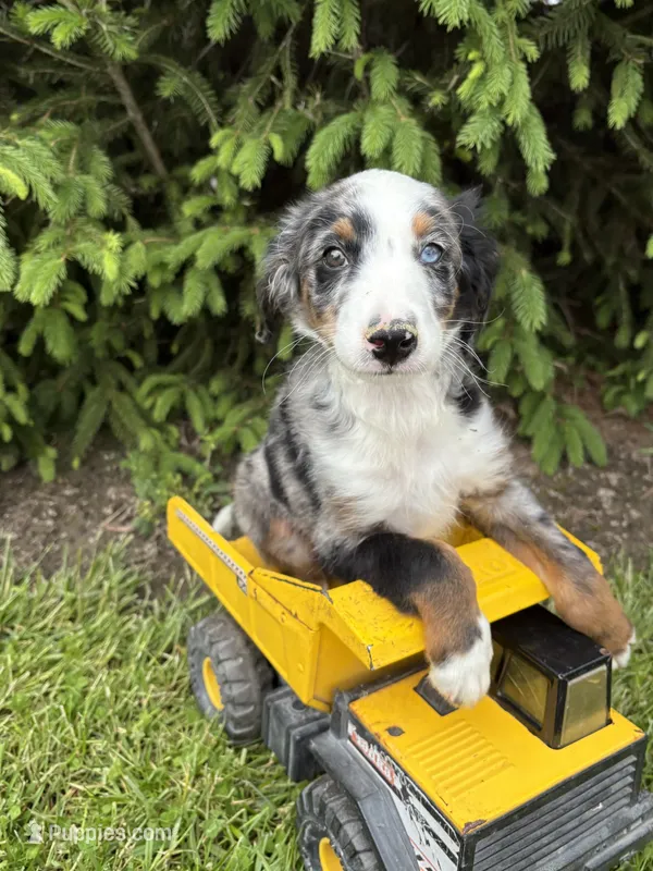 Blue – Bernedoodle puppy for sale in Middlebury, IN